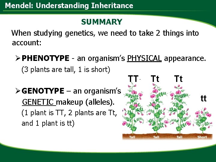 Mendel: Understanding Inheritance SUMMARY When studying genetics, we need to take 2 things into