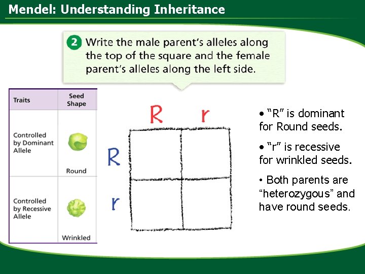 Mendel: Understanding Inheritance • “R” is dominant for Round seeds. • “r” is recessive