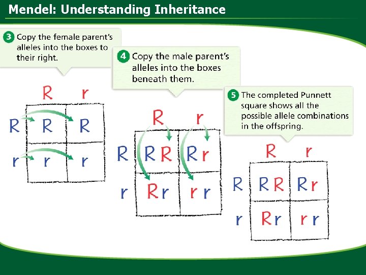 Mendel: Understanding Inheritance 