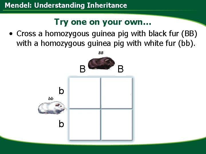 Mendel: Understanding Inheritance Try one on your own… • Cross a homozygous guinea pig