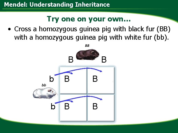 Mendel: Understanding Inheritance Try one on your own… • Cross a homozygous guinea pig