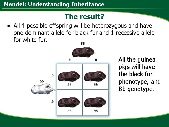 Mendel: Understanding Inheritance The result? • All 4 possible offspring will be heterozygous and