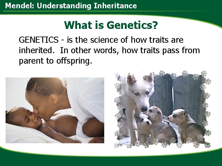Mendel: Understanding Inheritance What is Genetics? GENETICS - is the science of how traits