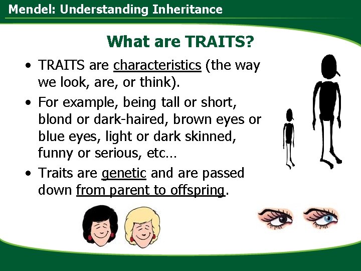 Mendel: Understanding Inheritance What are TRAITS? • TRAITS are characteristics (the way we look,