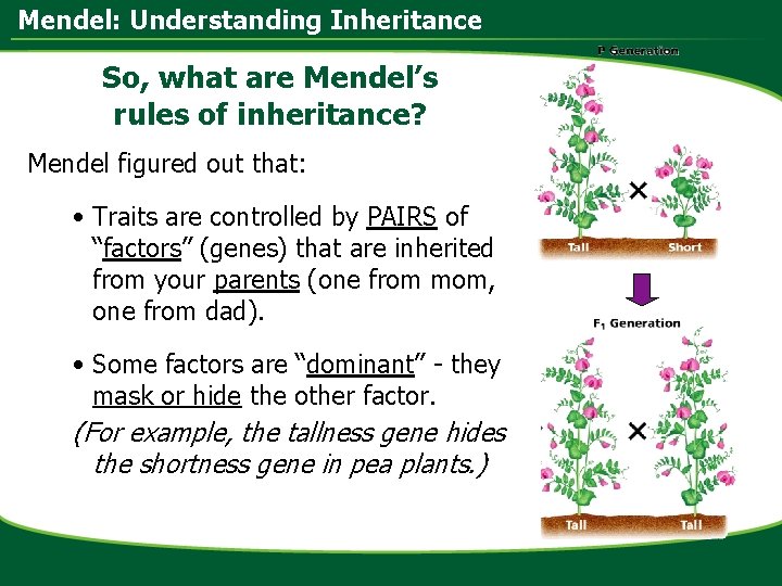 Mendel: Understanding Inheritance So, what are Mendel’s rules of inheritance? Mendel figured out that: