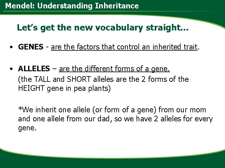 Mendel: Understanding Inheritance Let’s get the new vocabulary straight… • GENES - are the