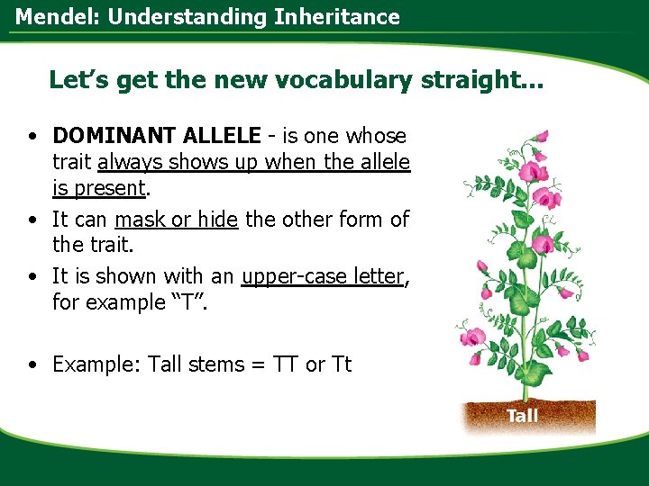 Mendel: Understanding Inheritance Let’s get the new vocabulary straight… • DOMINANT ALLELE - is