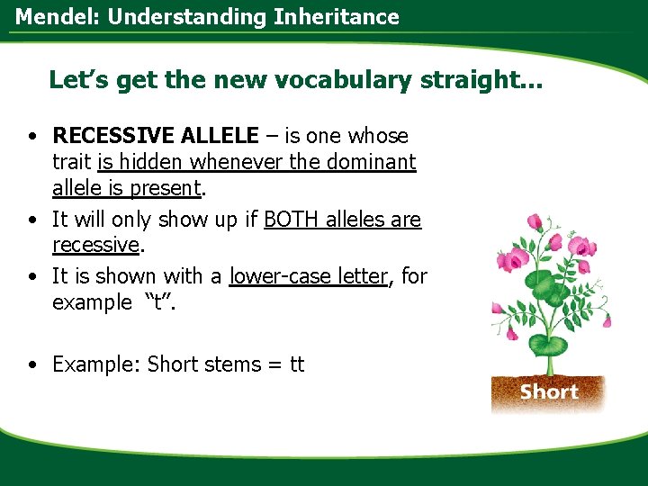 Mendel: Understanding Inheritance Let’s get the new vocabulary straight… • RECESSIVE ALLELE – is