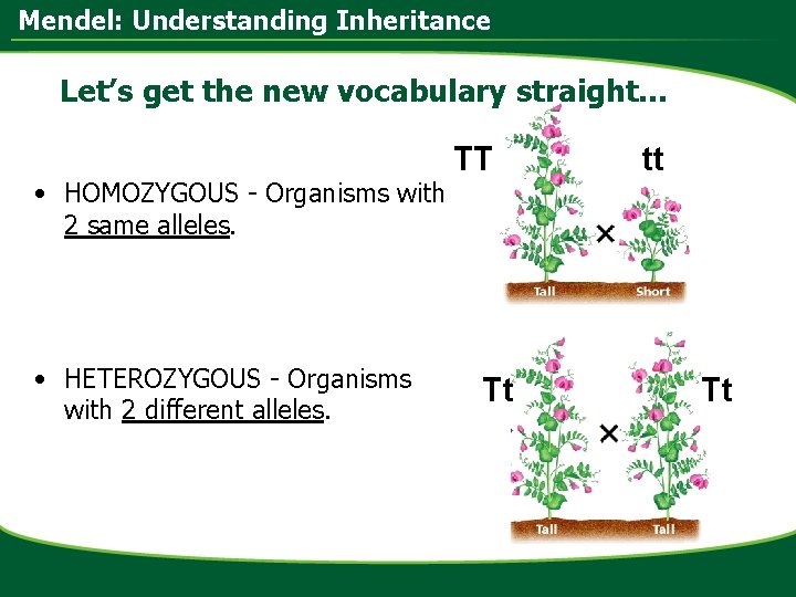 Mendel: Understanding Inheritance Let’s get the new vocabulary straight… • HOMOZYGOUS - Organisms with