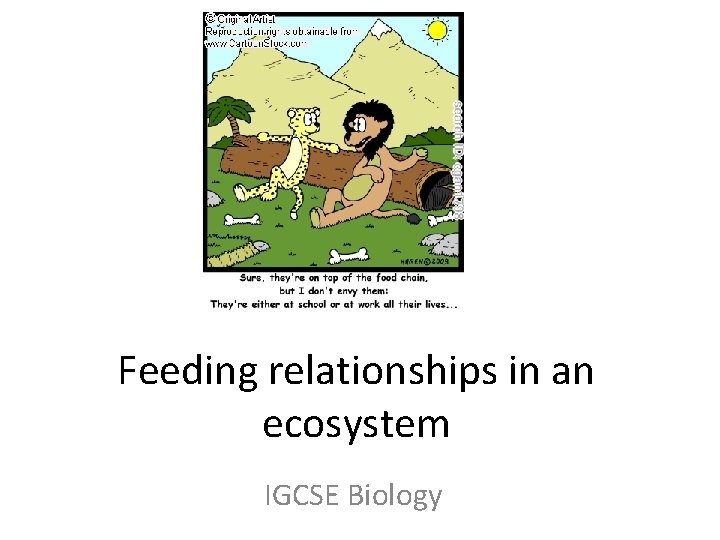 Feeding relationships in an ecosystem IGCSE Biology 