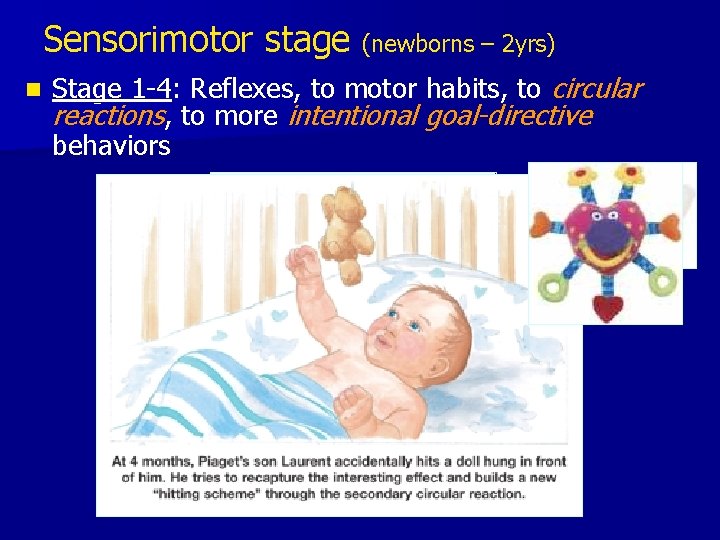 Sensorimotor stage (newborns – 2 yrs) n Stage 1 -4: Reflexes, to motor habits,