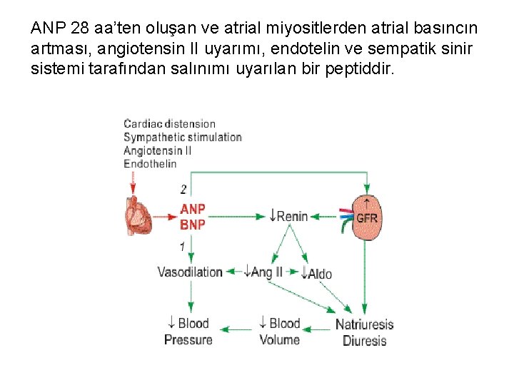 ANP 28 aa’ten oluşan ve atrial miyositlerden atrial basıncın artması, angiotensin II uyarımı, endotelin
