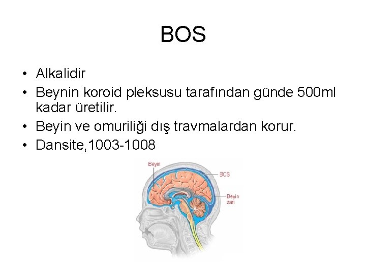 BOS • Alkalidir • Beynin koroid pleksusu tarafından günde 500 ml kadar üretilir. •