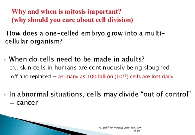 Why and when is mitosis important? (why should you care about cell division) •