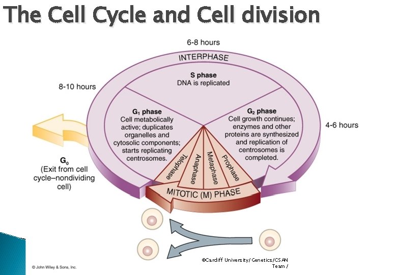 The Cell Cycle and Cell division ©Cardiff University/Genetics/CSAN Team/ 