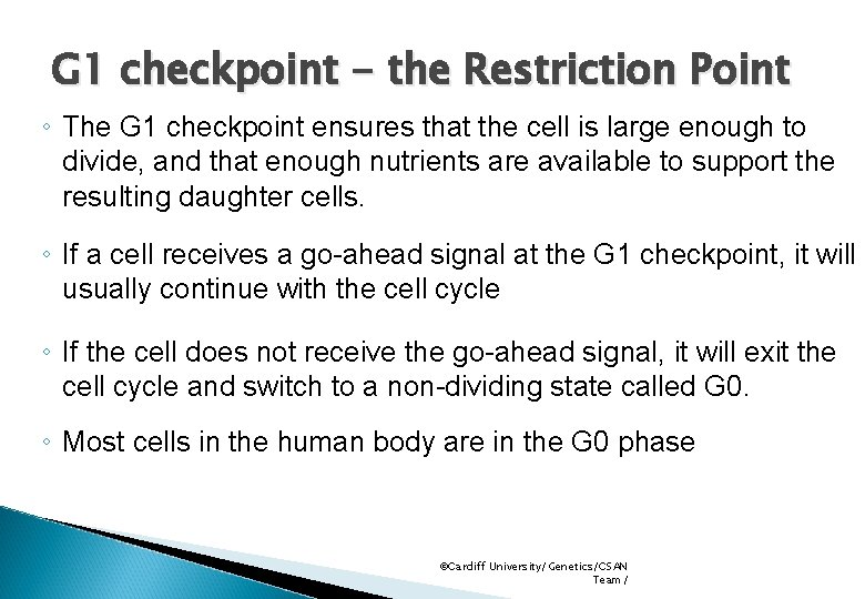 G 1 checkpoint - the Restriction Point ◦ The G 1 checkpoint ensures that