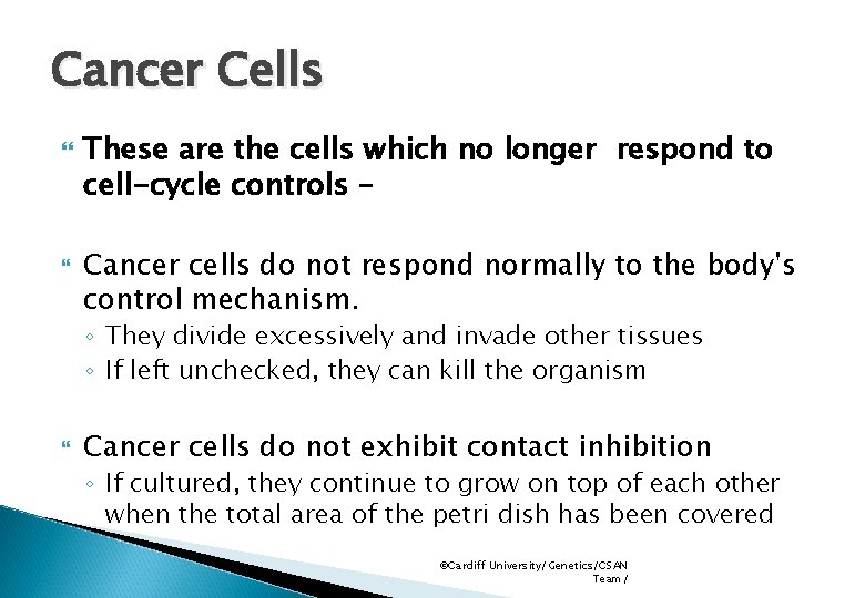 Cancer Cells These are the cells which no longer respond to cell-cycle controls –