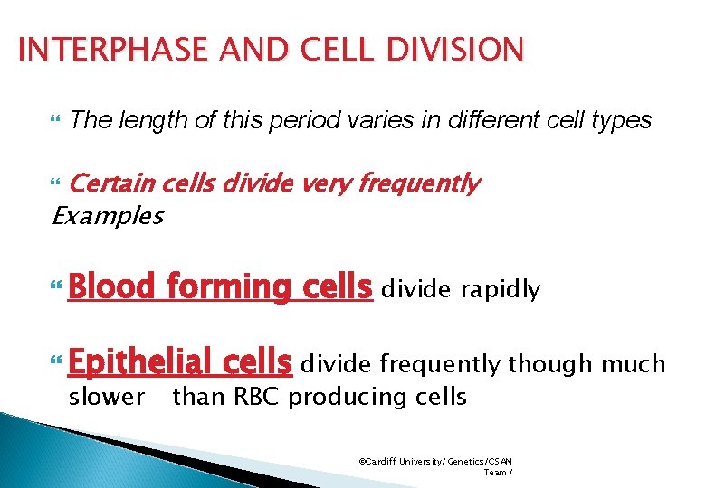 INTERPHASE AND CELL DIVISION The length of this period varies in different cell types