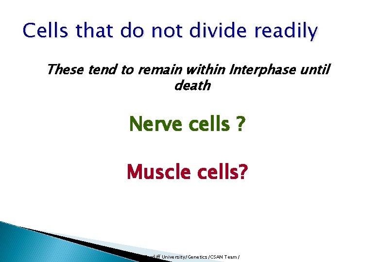 Cells that do not divide readily These tend to remain within Interphase until death