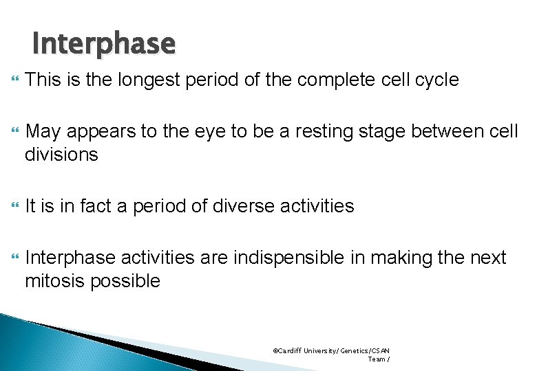 Interphase This is the longest period of the complete cell cycle May appears to