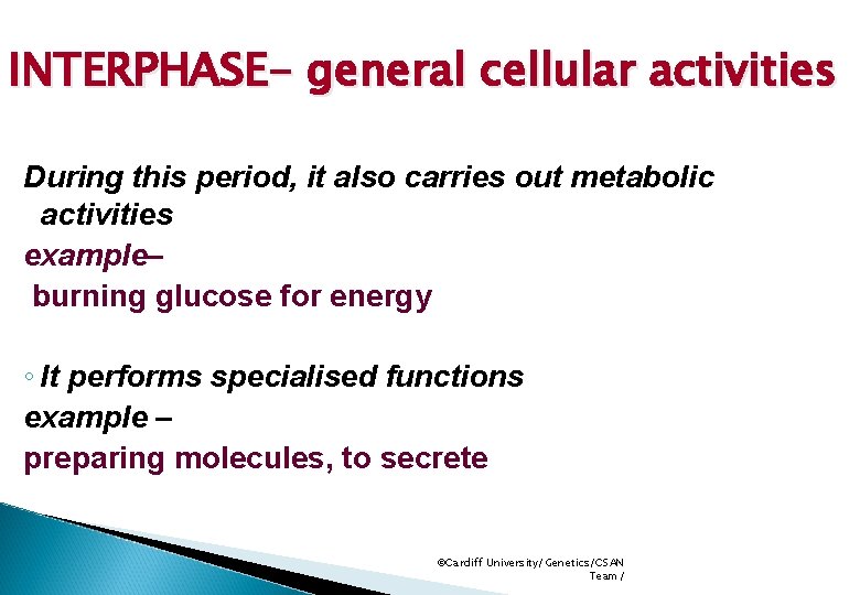 INTERPHASE- general cellular activities During this period, it also carries out metabolic activities example–