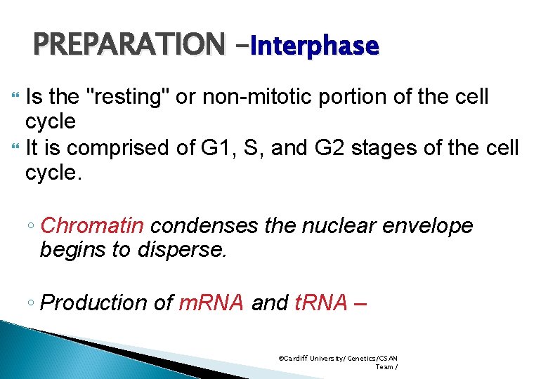 PREPARATION –Interphase Is the "resting" or non-mitotic portion of the cell cycle It is