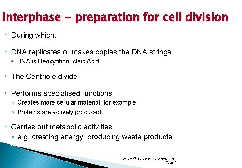 Interphase - preparation for cell division During which: DNA replicates or makes copies the