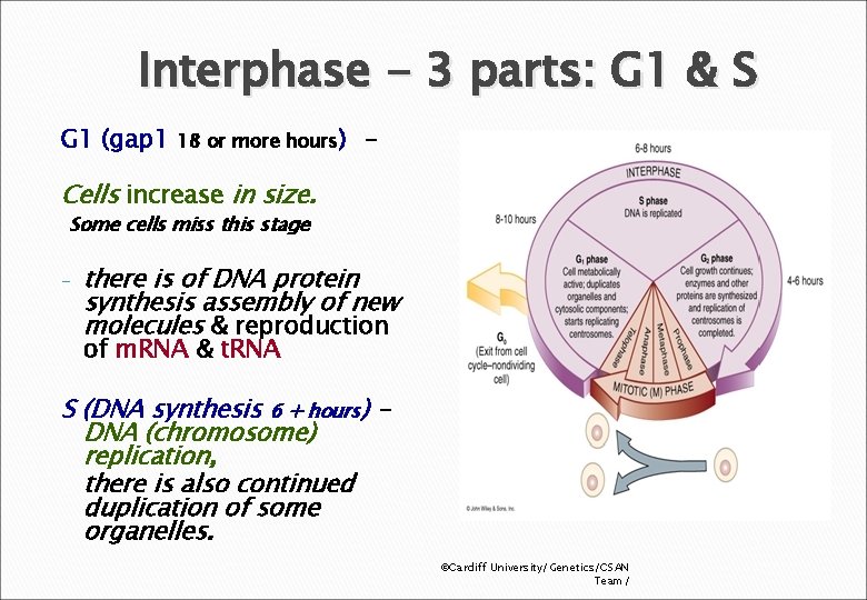 Interphase - 3 parts: G 1 & S G 1 (gap 1 18 or