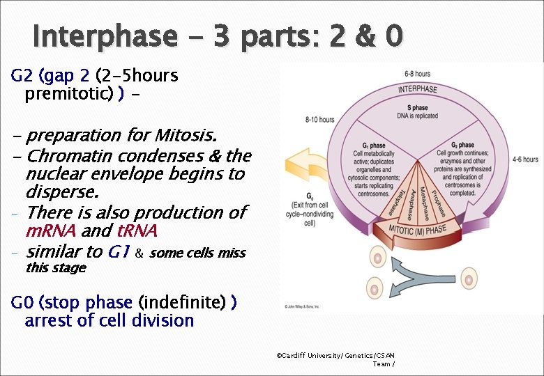 Interphase - 3 parts: 2 & 0 G 2 (gap 2 (2 -5 hours