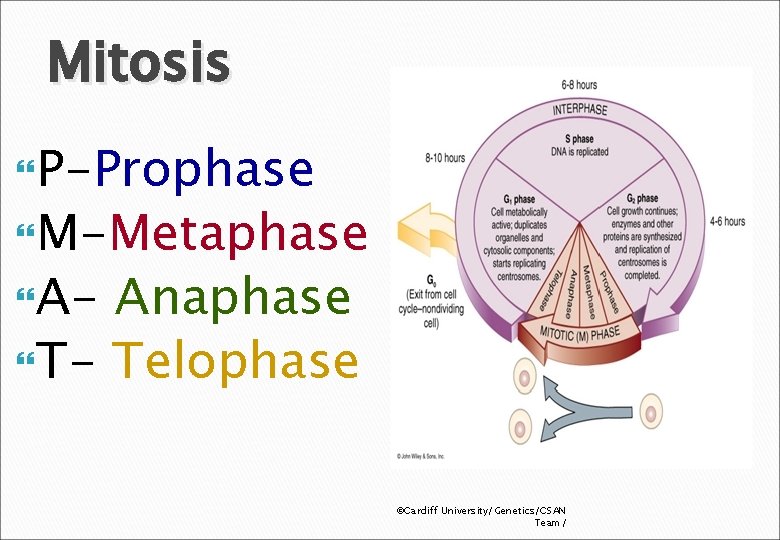 Mitosis P-Prophase M-Metaphase A- Anaphase T- Telophase ©Cardiff University/Genetics/CSAN Team/ 