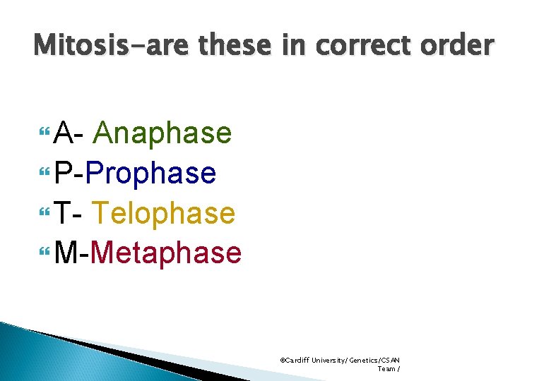 Mitosis-are these in correct order A- Anaphase P-Prophase T- Telophase M-Metaphase ©Cardiff University/Genetics/CSAN Team/