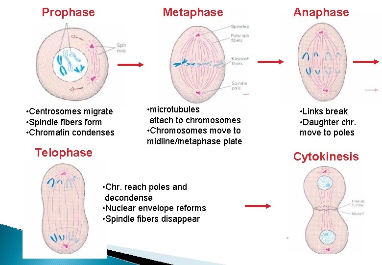 Prophase Metaphase • Centrosomes migrate • Spindle fibers form • Chromatin condenses • microtubules
