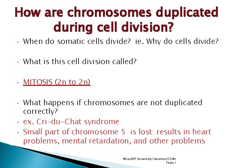 How are chromosomes duplicated during cell division? • When do somatic cells divide? ie.
