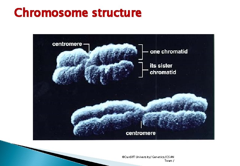 Chromosome structure ©Cardiff University/Genetics/CSAN Team/ 