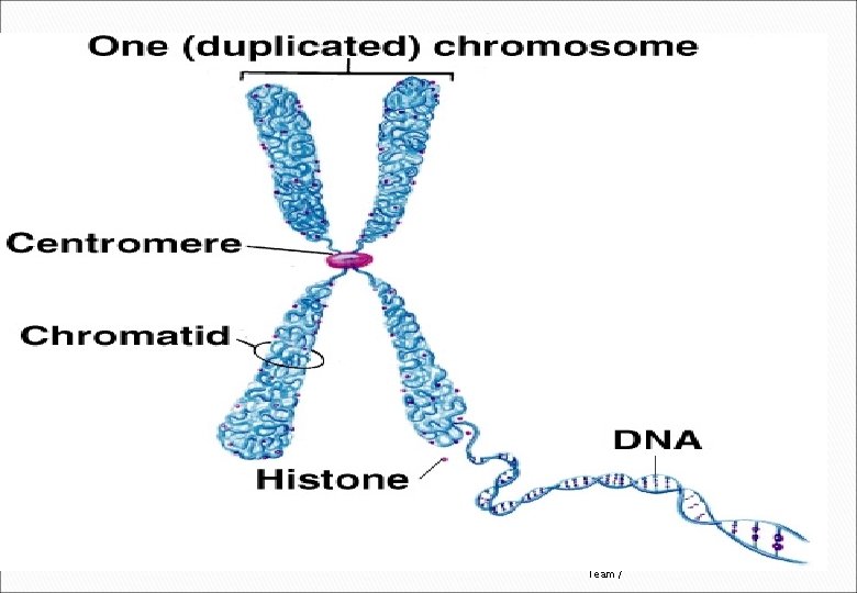 Key Phase 1: Prophase Chromosomes appear – condensed- Chromatids. (2 identical chromatids were formed