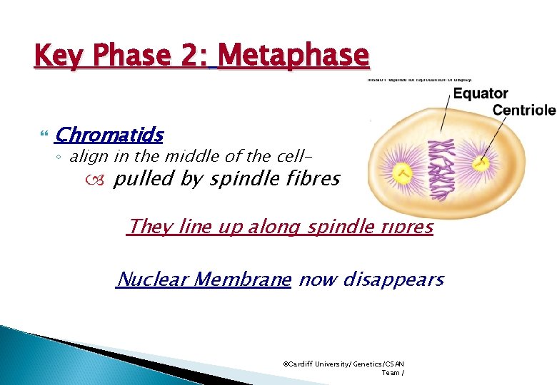 Key Phase 2: Metaphase Chromatids ◦ align in the middle of the cell- pulled