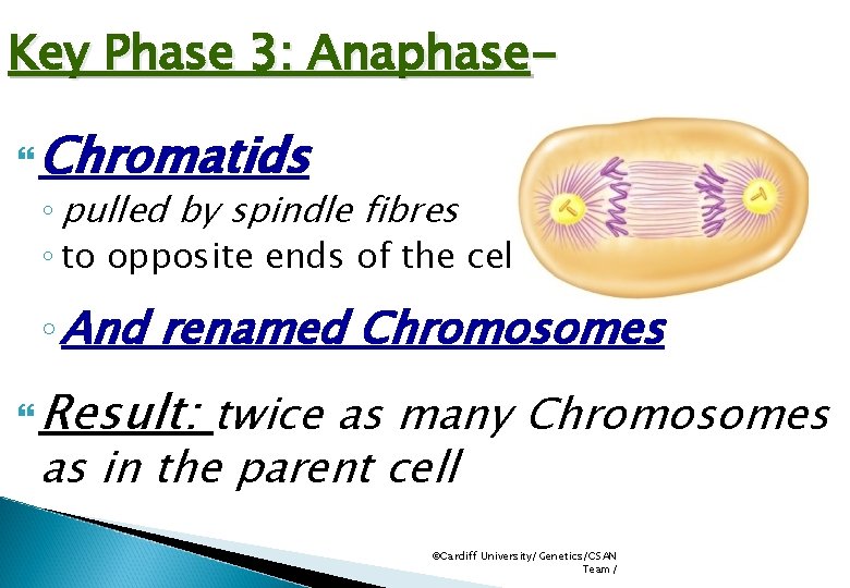 Key Phase 3: Anaphase Chromatids ◦ pulled by spindle fibres ◦ to opposite ends