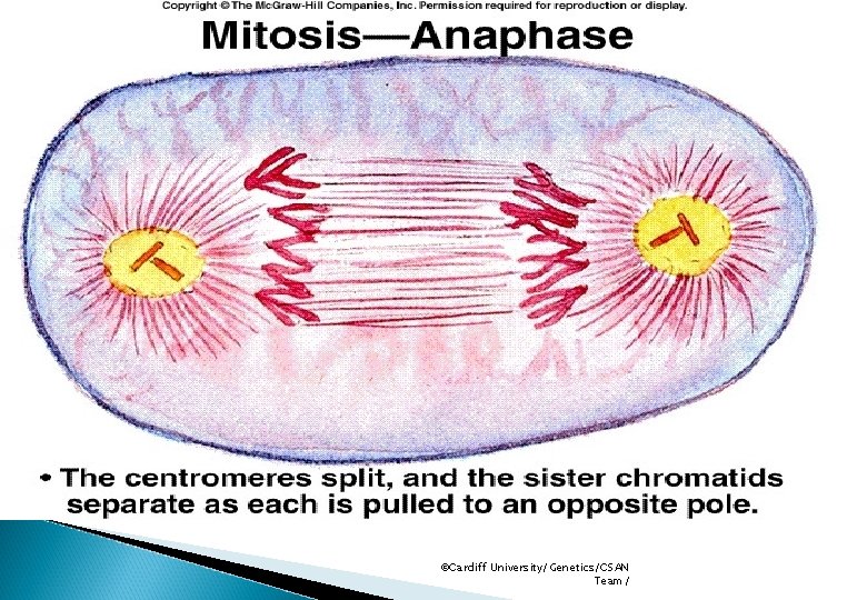 ©Cardiff University/Genetics/CSAN Team/ 