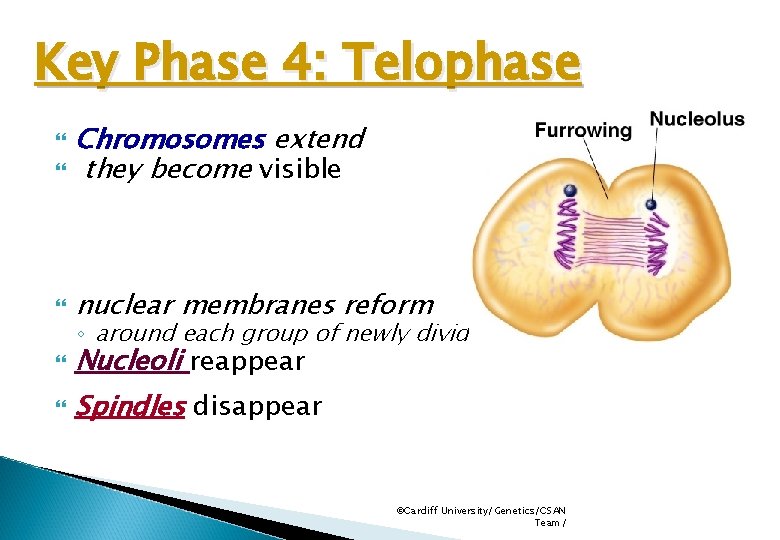 Key Phase 4: Telophase Chromosomes extend they become visible nuclear membranes reform Nucleoli reappear