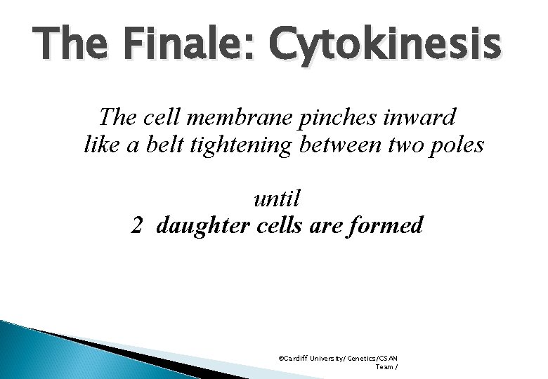 The Finale: Cytokinesis The cell membrane pinches inward like a belt tightening between two