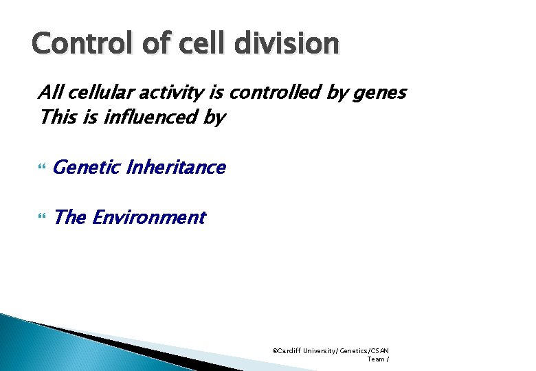 Control of cell division All cellular activity is controlled by genes This is influenced