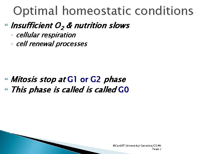 Optimal homeostatic conditions Insufficient O 2 & nutrition slows ◦ cellular respiration ◦ cell