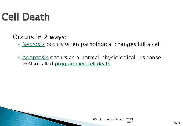 Cell Death Occurs in 2 ways: ◦ Necrosis occurs when pathological changes kill a