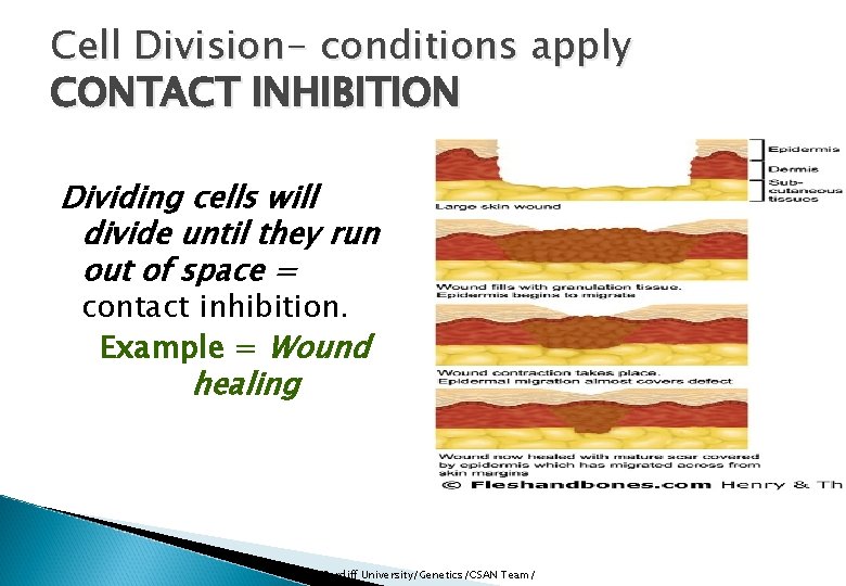 Cell Division- conditions apply CONTACT INHIBITION Dividing cells will divide until they run out