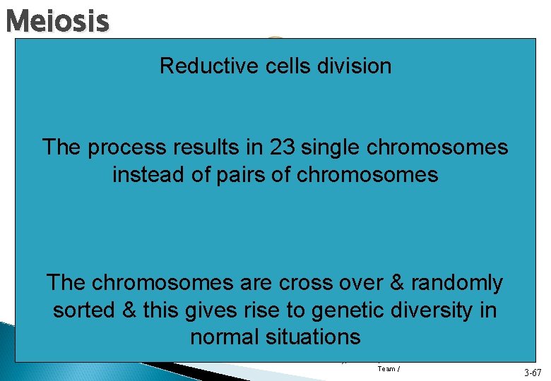 Meiosis Reductive cells division No Duplication of Genetic material The process results in 23