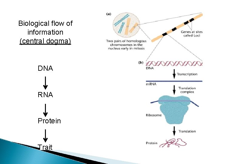 Biological flow of information (central dogma) DNA RNA Protein Trait 