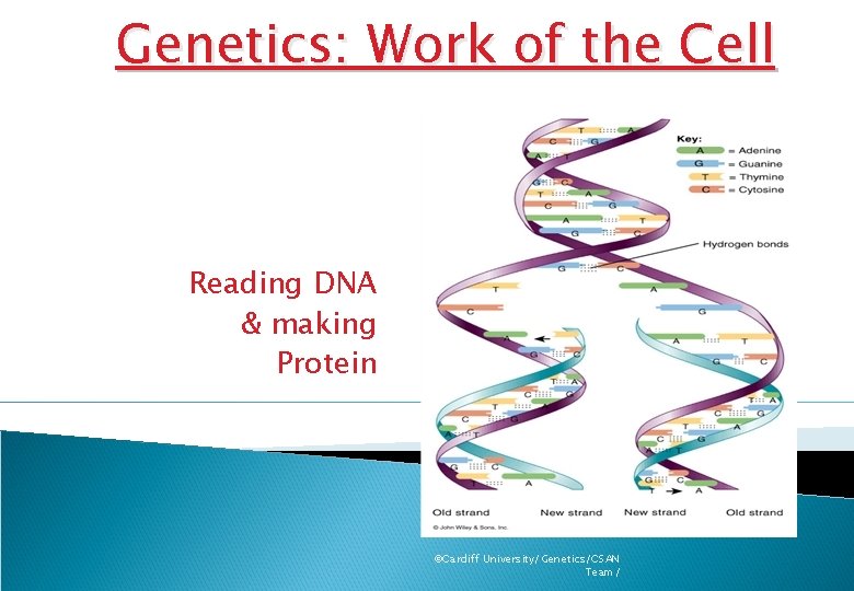 Genetics: Work of the Cell Reading DNA & making Protein ©Cardiff University/Genetics/CSAN Team/ 