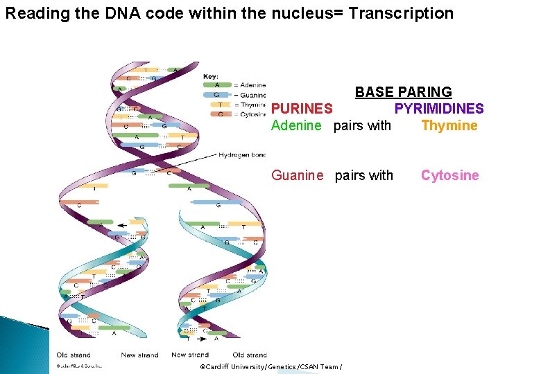 Reading the DNA code within the nucleus= Transcription BASE PARING PURINES PYRIMIDINES Adenine pairs