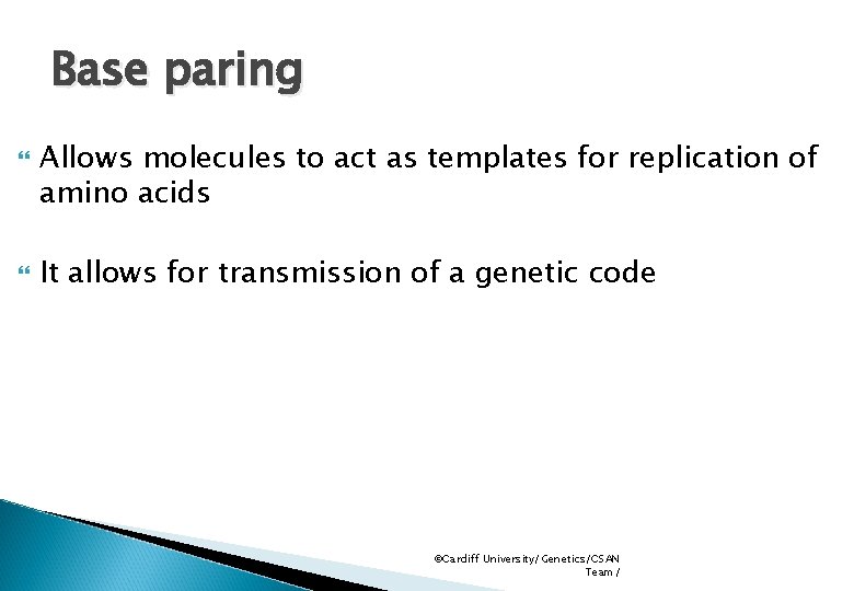 Base paring Allows molecules to act as templates for replication of amino acids It