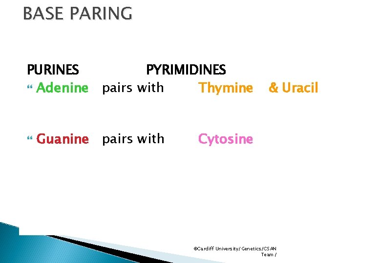 BASE PARING PURINES PYRIMIDINES Adenine pairs with Thymine Guanine pairs with & Uracil Cytosine